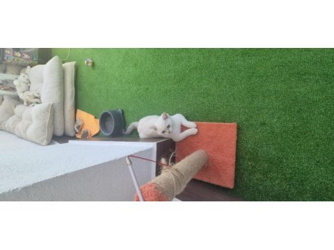4 aylık erkek blue point kedimiz