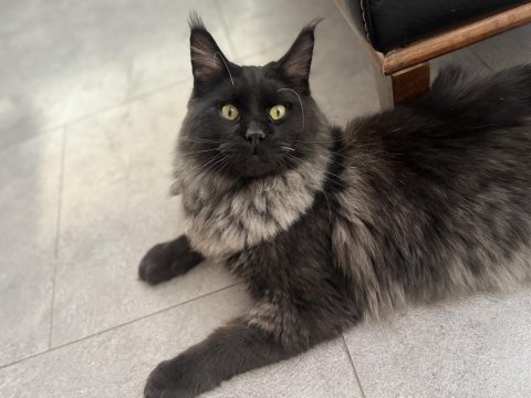Yeni ailesine gitmeye hazır maine coon
