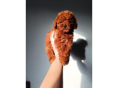 Toy poodle bebekler