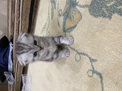 İki aylık erkek scottish fold yavrular