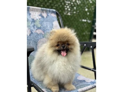 Ayı surat pomeranian boo yavruları