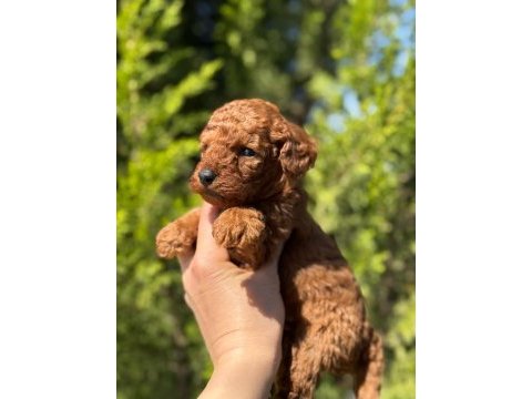 Red brown toy poodle bebeklerimiz
