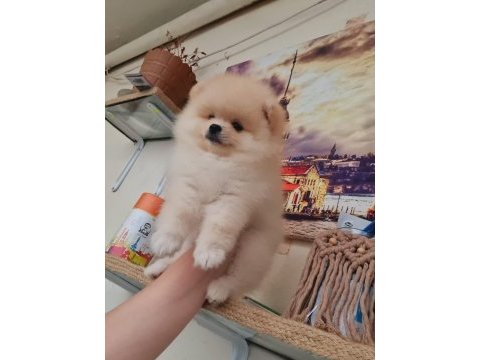 Pomeranian boo kaçırma uygun