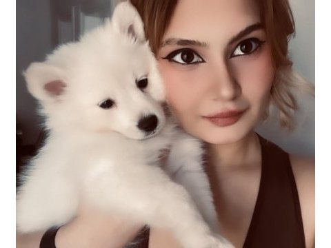 A kalite beyaz pomeranian spitz