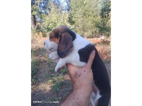 Beagle yavrular