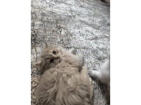 British longhair lilac yavrularımız