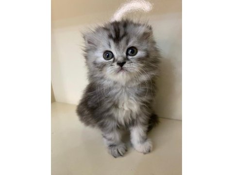 Mükemmel a kalite scottish fold longhair bebekler