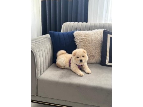 A kalite chow chow bebekler