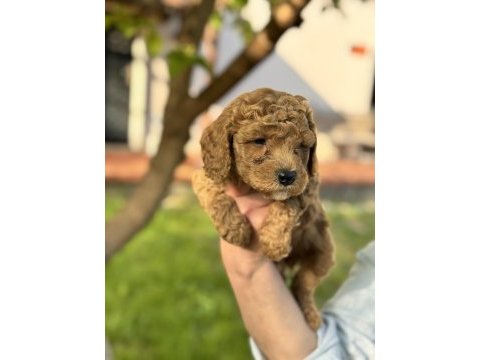 Toy poodle 40 günlük
