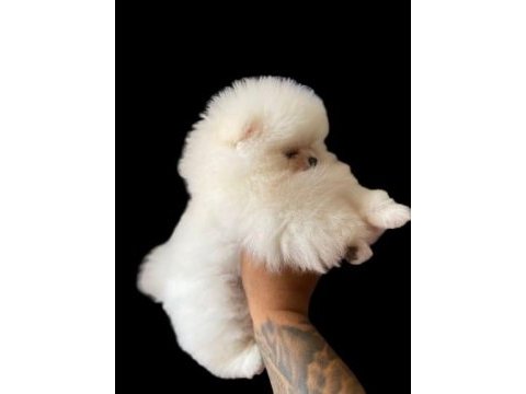Bebek surat pomeranian