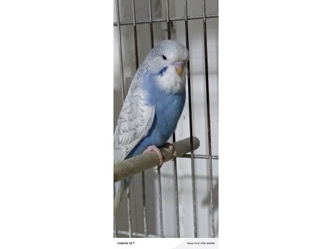 Sahiplendirme muhabbet kuşlarımız