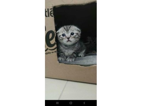 Yakışıklı scottish fold yavrum