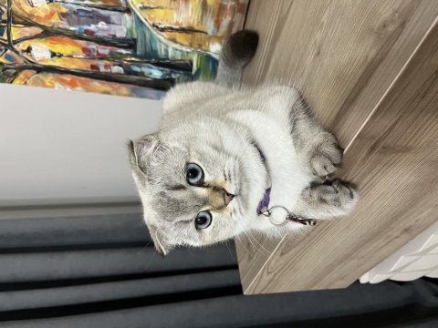 Scottish fold luna için için yeni bir yuva arıyoruz