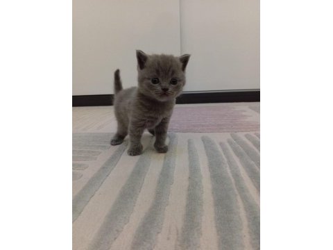Scottish fold yeni yuvalarını bekliyorlar