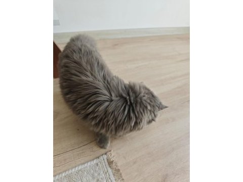 British longhair 4 aylık