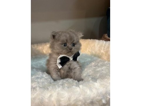 British longhair kedimiz
