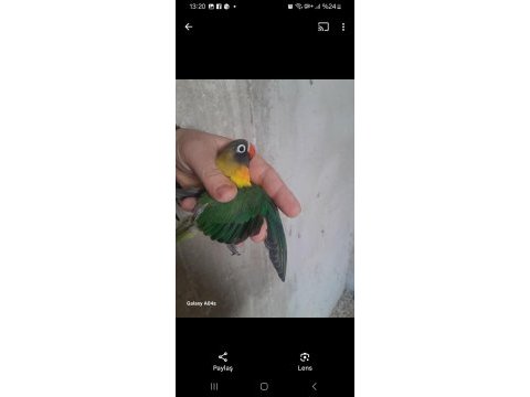 Yavru cennet papağanları