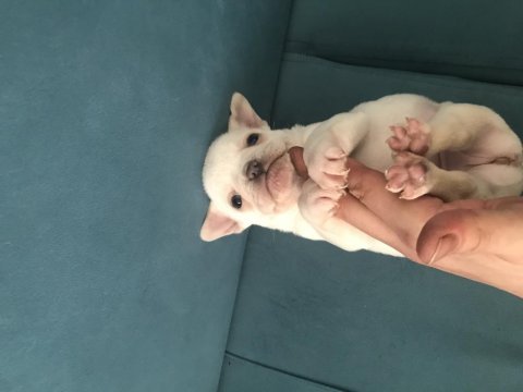 Podell_ankara sizin için seçtiği özel yavru köpekleri