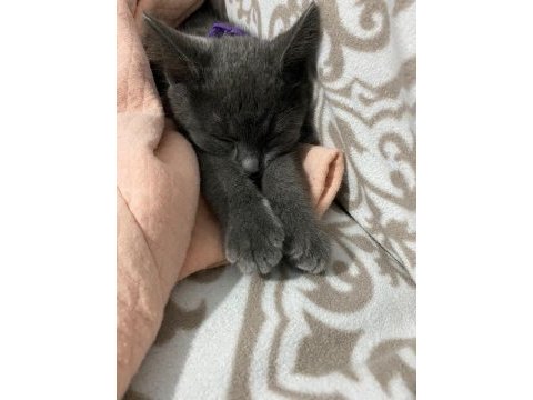 British shorthair acil