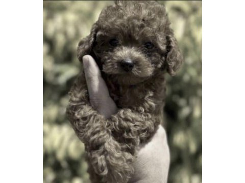 Toy poodle köpeğimiz