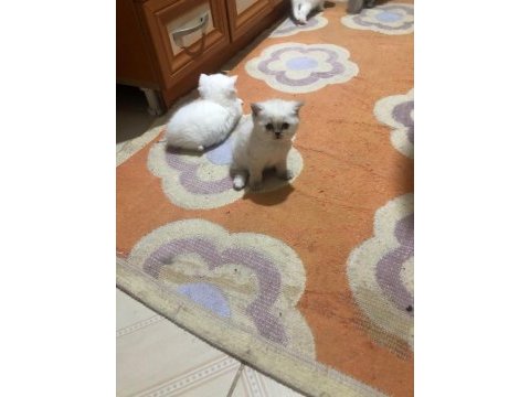British shorthair kartopları