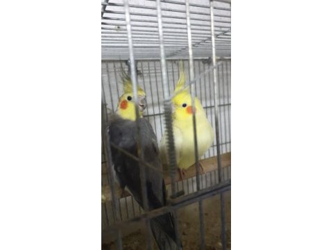 Yavru alınmış sultan papağanı takım