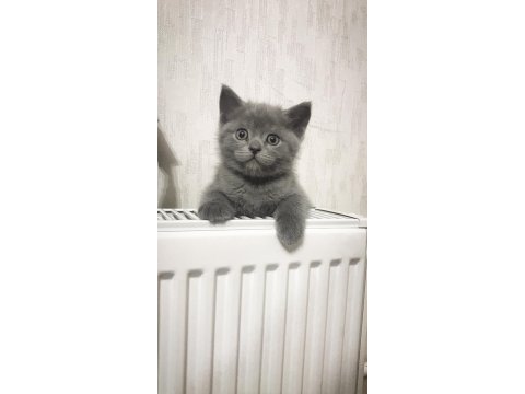 Yavru sahiplendirme british shorthair