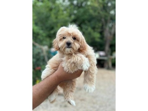 Maltipoo köpeklerimiz