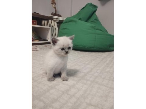 Sevimli scottish fold yavrular