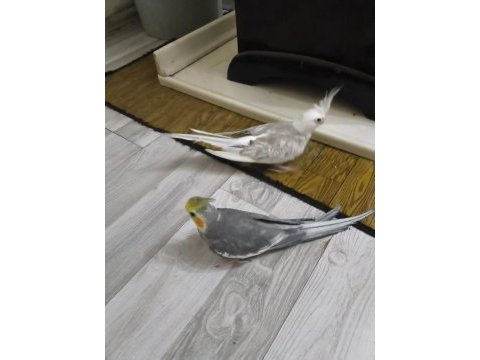 Sultan papağanımı çift olarak satıyorum