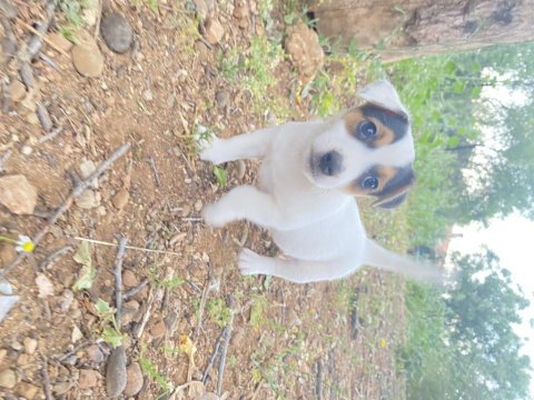 Kısa bacak safkan jack russell