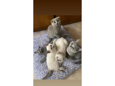 Scottish fold ve british blue point yavrular