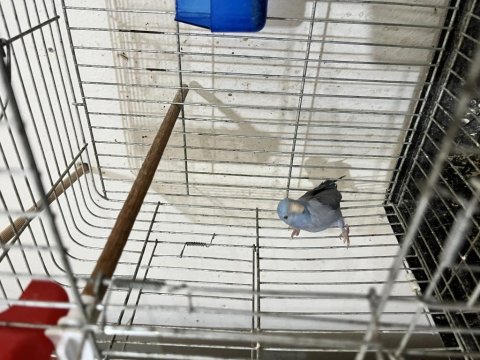 Kaçmaz fırsat erkek forpus papağanı