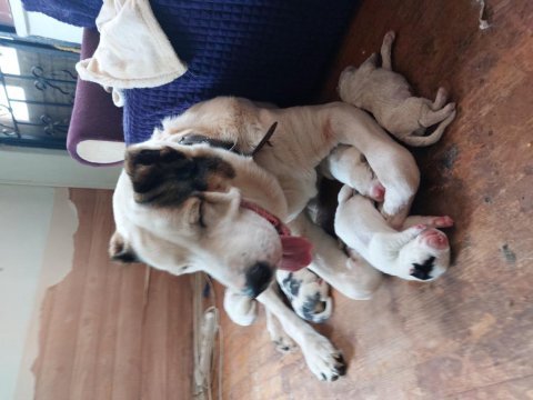 Alabai puppies