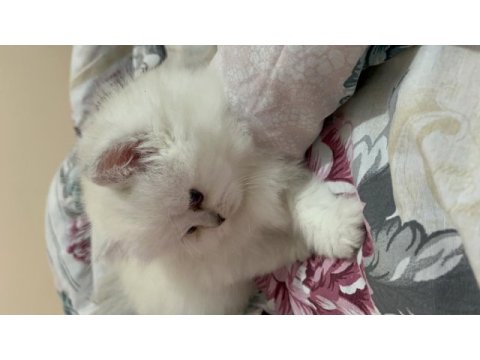 Masmavi gözlü british longhair dişi yavru