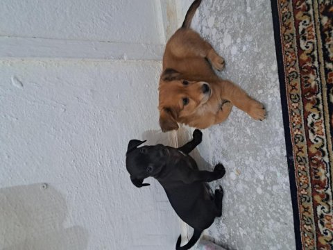 İki adet erkek pinscher köpek ikisi de 2 aylık