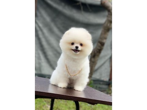 Evlerinize getirecek pomeranian boo köpekler hazır