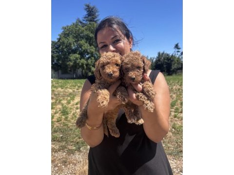 Red sağlık ve ırk garantili toy poodle yavrularım