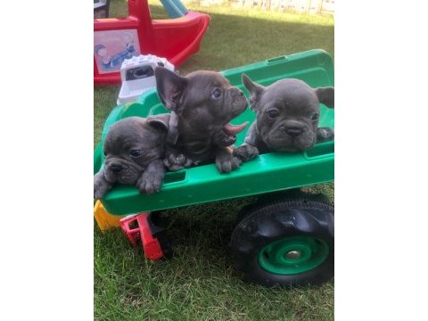 3 erkek blue french bulldog