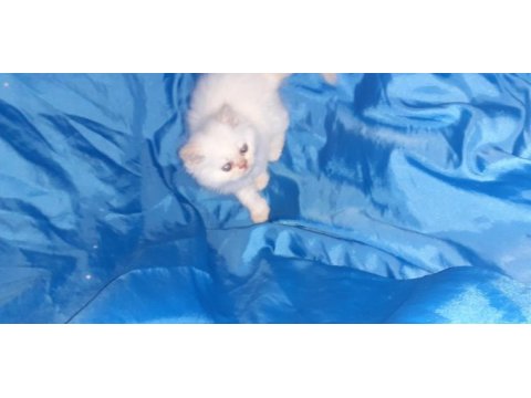 Iran kedi yavrusu
