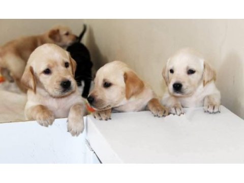 Labrador bebekler
