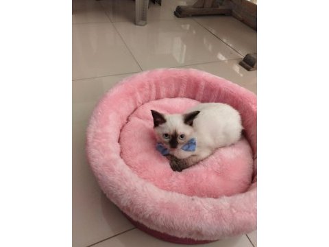 Blue point kedilerimiz yeni sahibini bekliyor