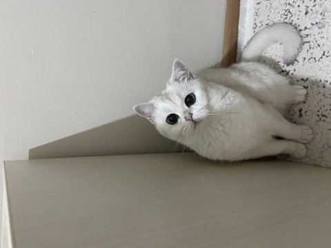 Kedimiz pamuk hanım yeni yuva arıyor