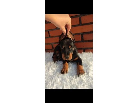 Irkının üst düzey temsilcileri bizde doberman