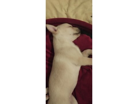 Pomeranian alman spitz