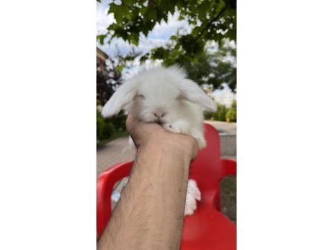 Dünyanın en tatlı kulakları orijinal hollanda lop tavşan