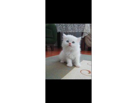 Tertemiz evimden ultra güzellik iran bebeklerim