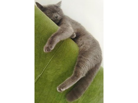 Sahiplendirme british shorthair