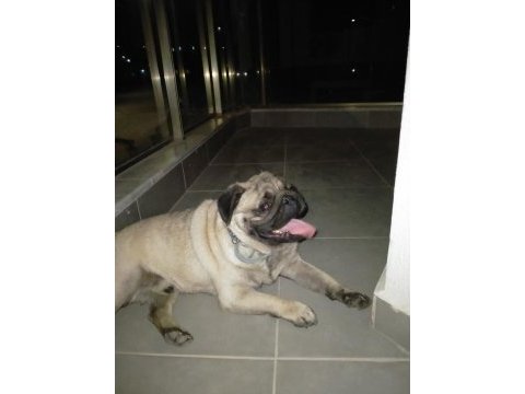 Erkek pug