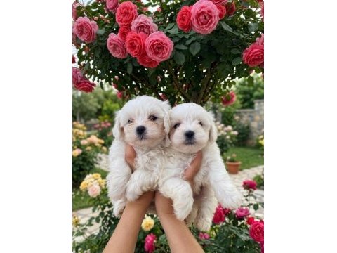 Sıfır numara maltese bebekler